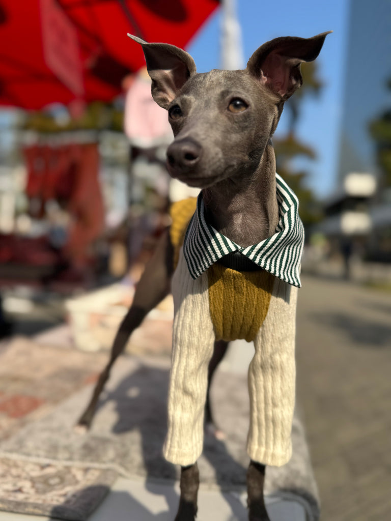 Shirts pullover 【mustard】