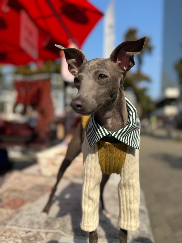 Shirts pullover 【mustard】