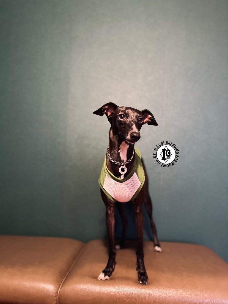 "go-to"No-sleeve long body Green color