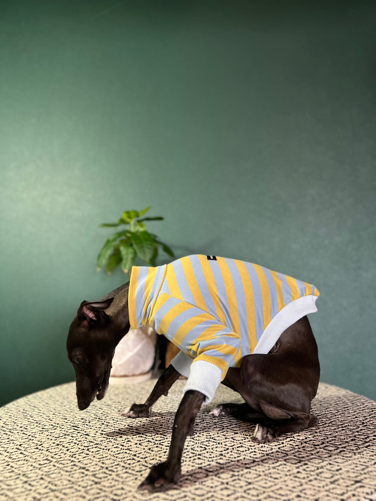 "HYGGE2" Cotton Border knit None Darts Pullover