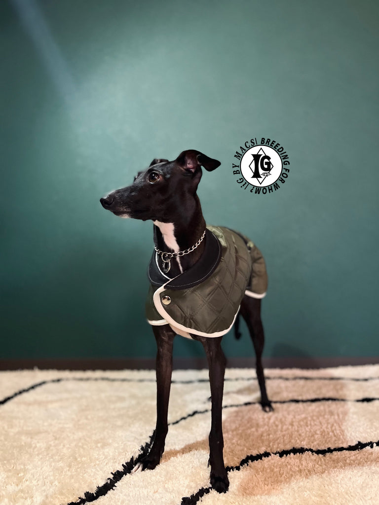 ”Stand-by(BFW?)” CAPE In BOA- KHAKI