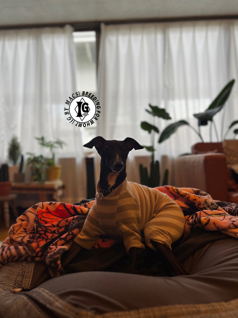 ”Stand-by(BFW?)” ◎帯電防止ルームウェア -2 COLOR