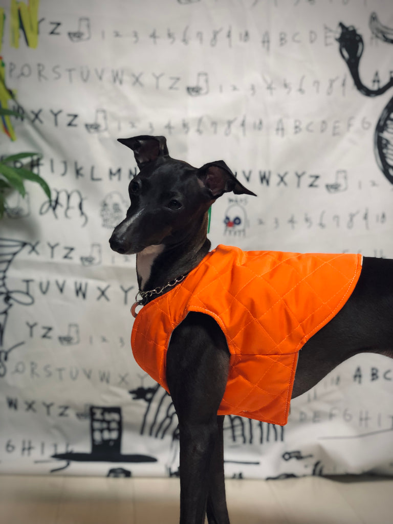 "Paradigm" VEST No.2