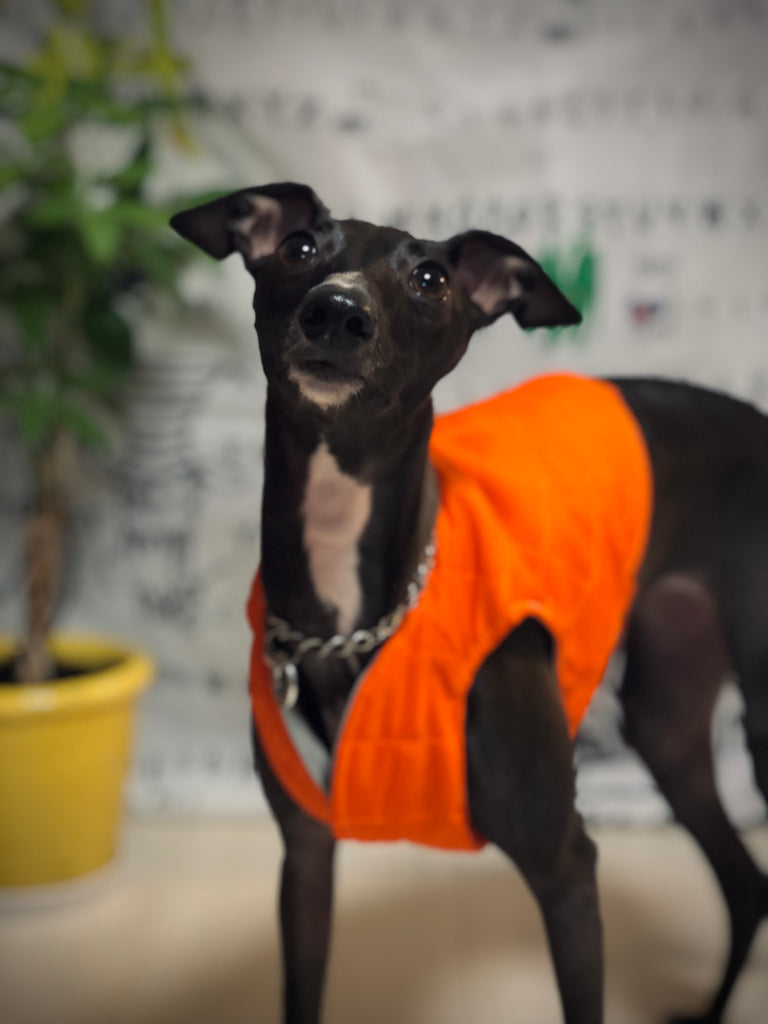 "Paradigm" VEST No.2