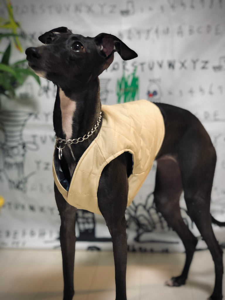 "Paradigm" VEST No.1