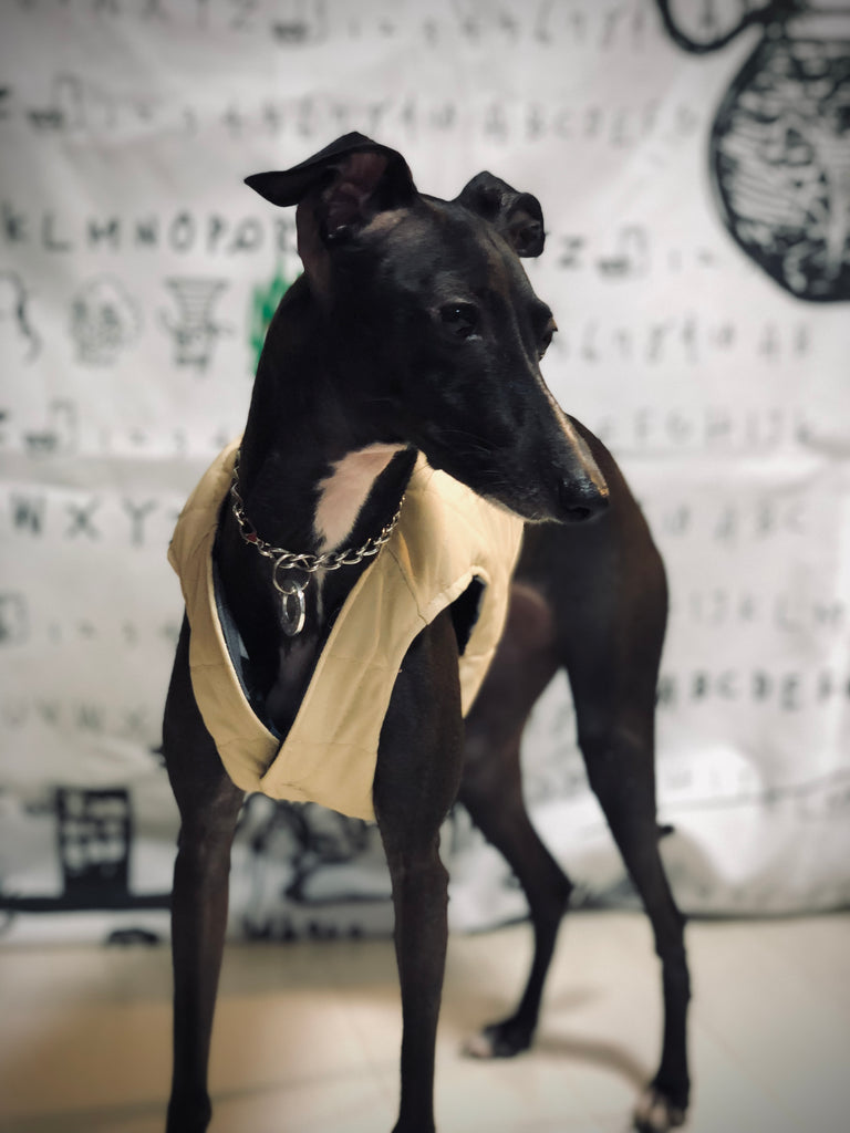 "Paradigm" VEST No.1