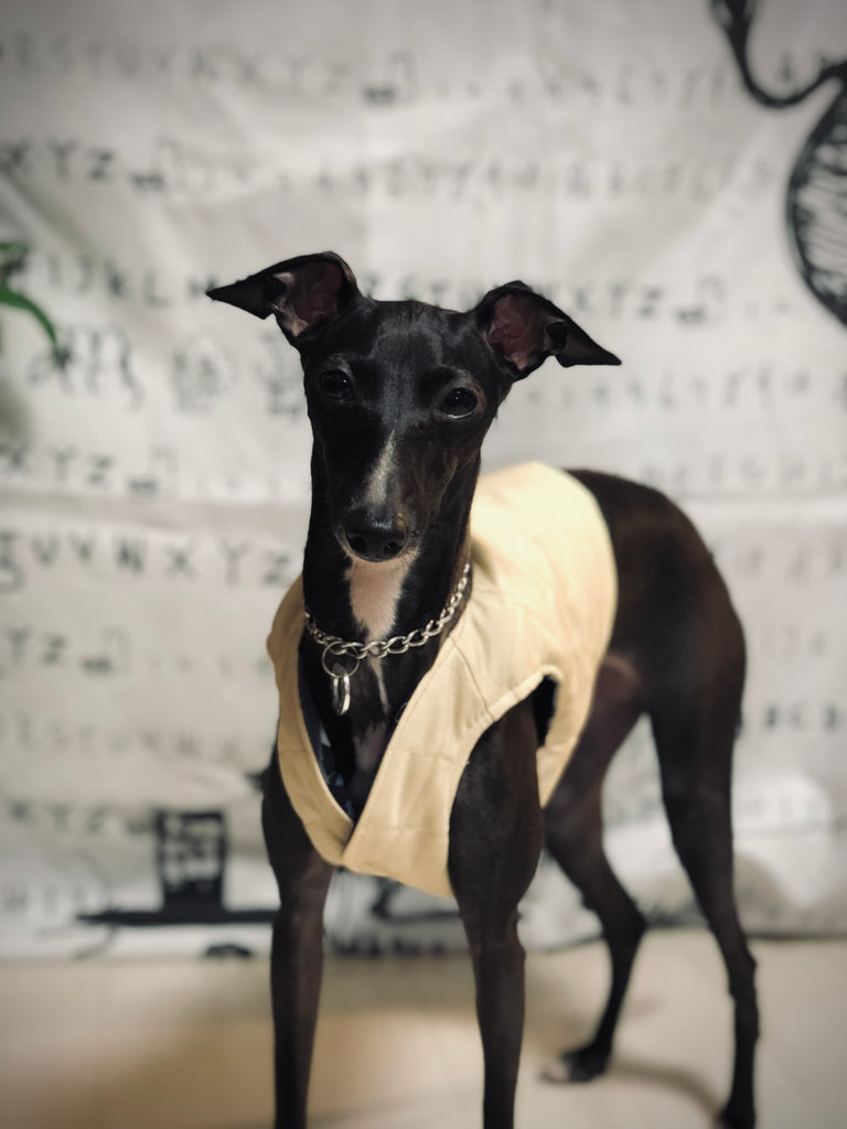 "Paradigm" VEST No.1