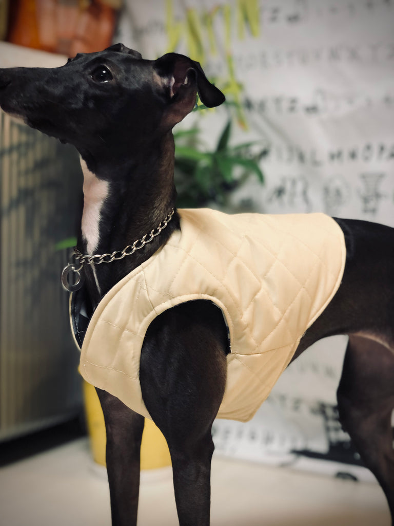 "Paradigm" VEST No.1