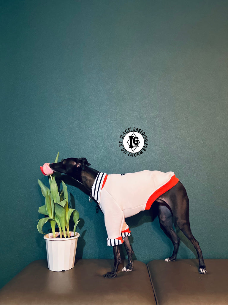 "The Night Blossom" Shirt Layered pullover -Sakura pink