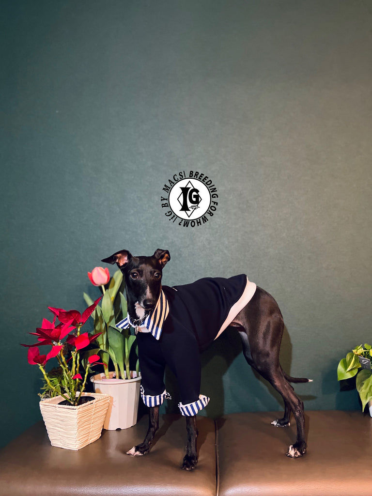 "The Night Blossom" Shirt Layered Pullover- Navy