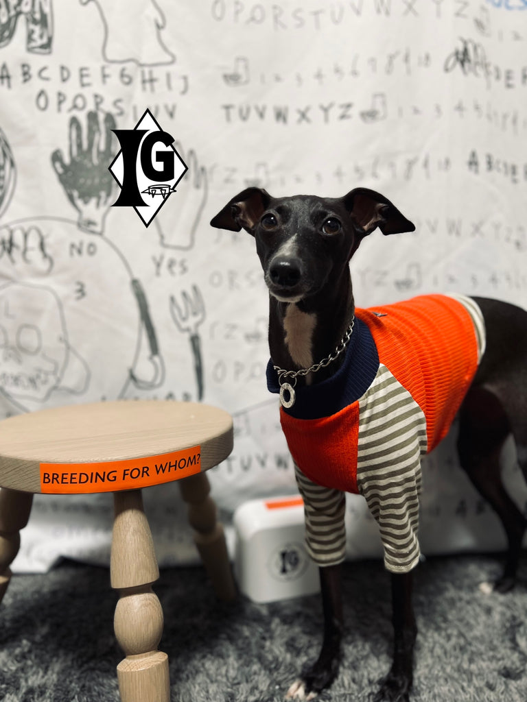 "paparazziG" ボーダーT-Shirt 2Color